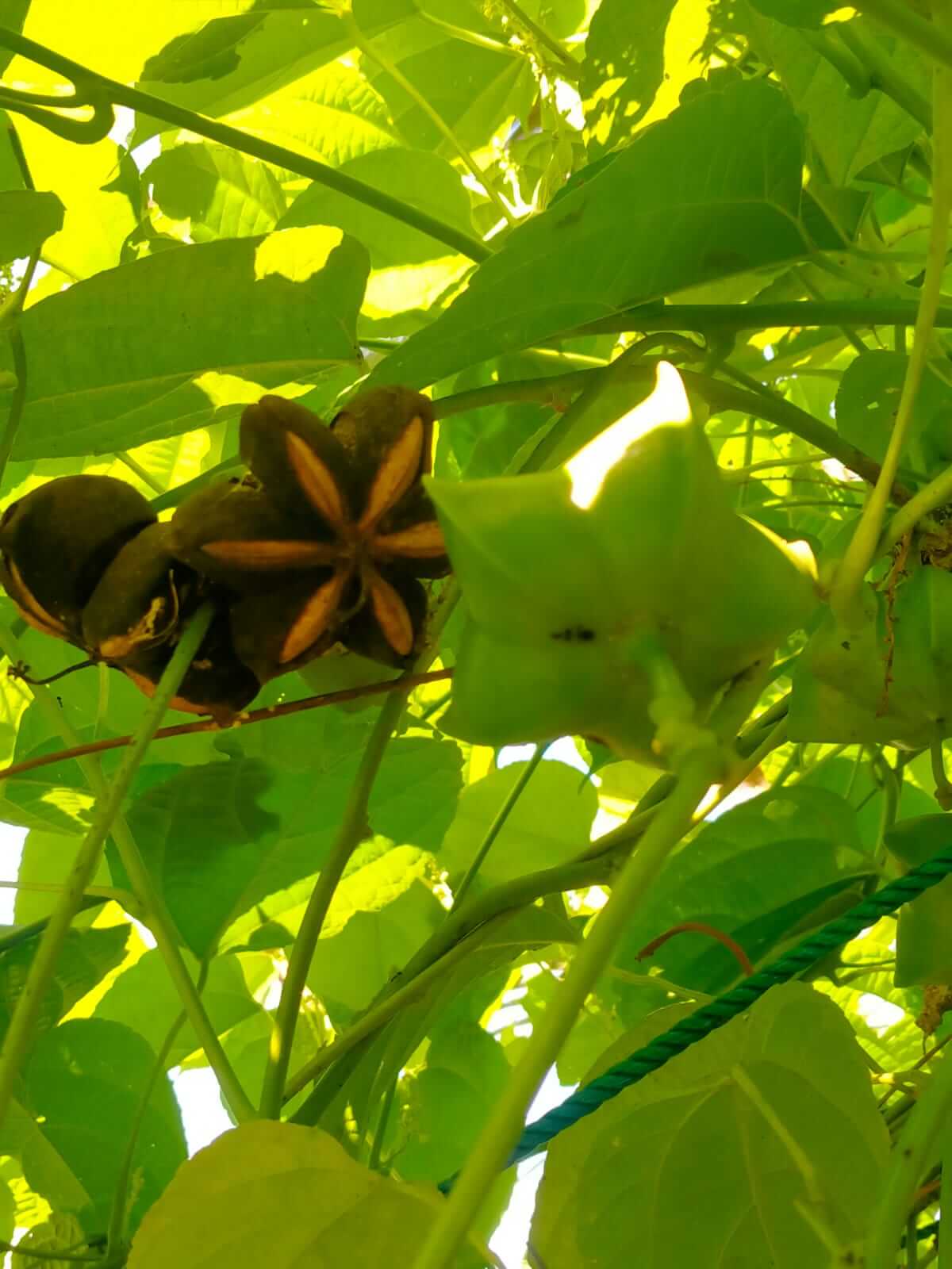Sacha Inci Plantation